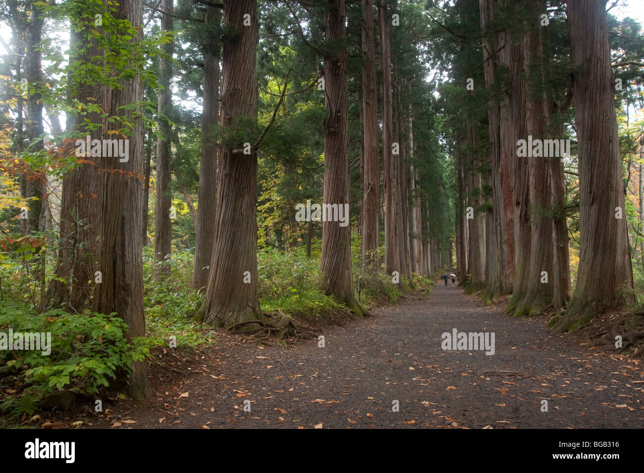 Giappone, isola di Honshu, Togakushi Mountain Range, Togakushi sacrario scintoista, Sugi alberi (Cryptomeria japonica) Foto Stock