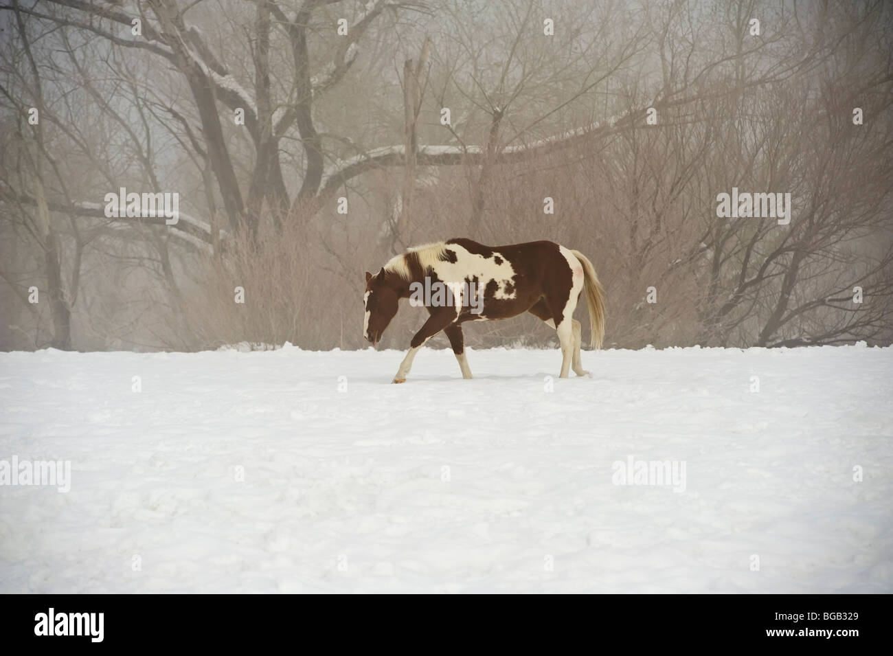 Cavallo in foggy campo nevoso Foto Stock