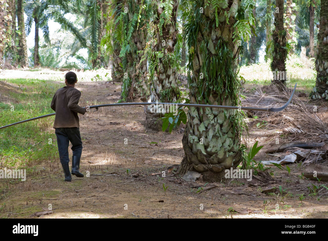 Un lavoratore che porta una lunga asta di raccolta attraverso un boschetto di palme. Il Sindora Palm Oil Plantation. Foto Stock