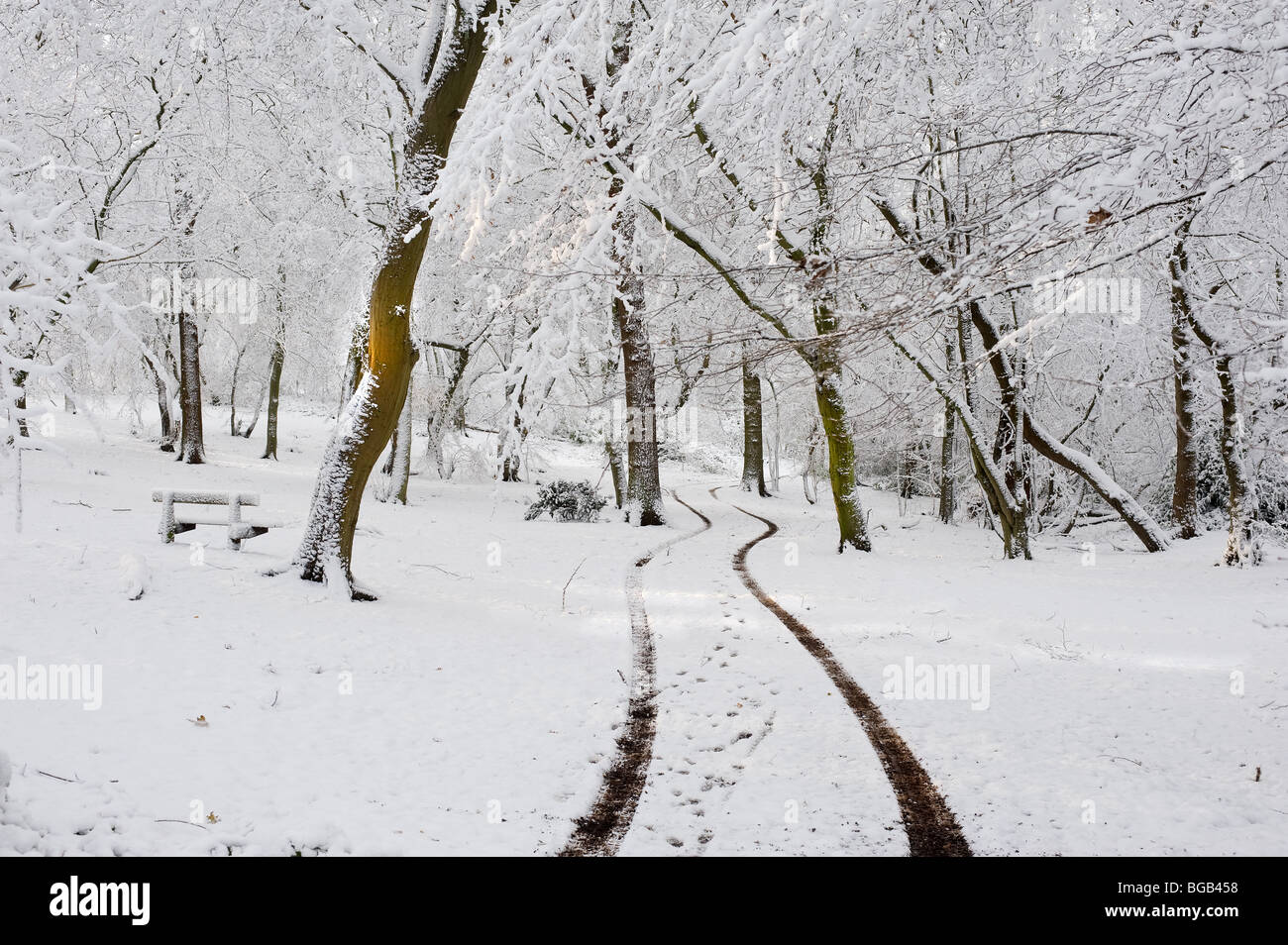 La nevicata in Essex woodland. Foto Stock