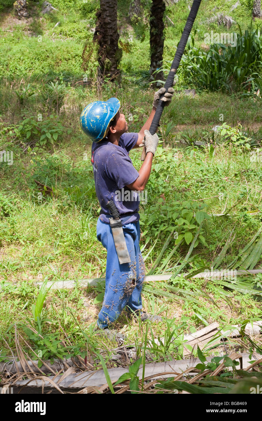 Un lavoratore alzando un alto polo di raccolta per tagliare la frutta palm da alta tra gli alberi. Il Sindora Palm Oil Plantation, Malaysia. Foto Stock