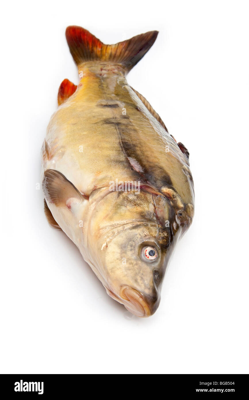 Specchio pesce carpa (Cyprinus carpio morpha noblis) isolato su una bianca di sfondo per studio. Foto Stock