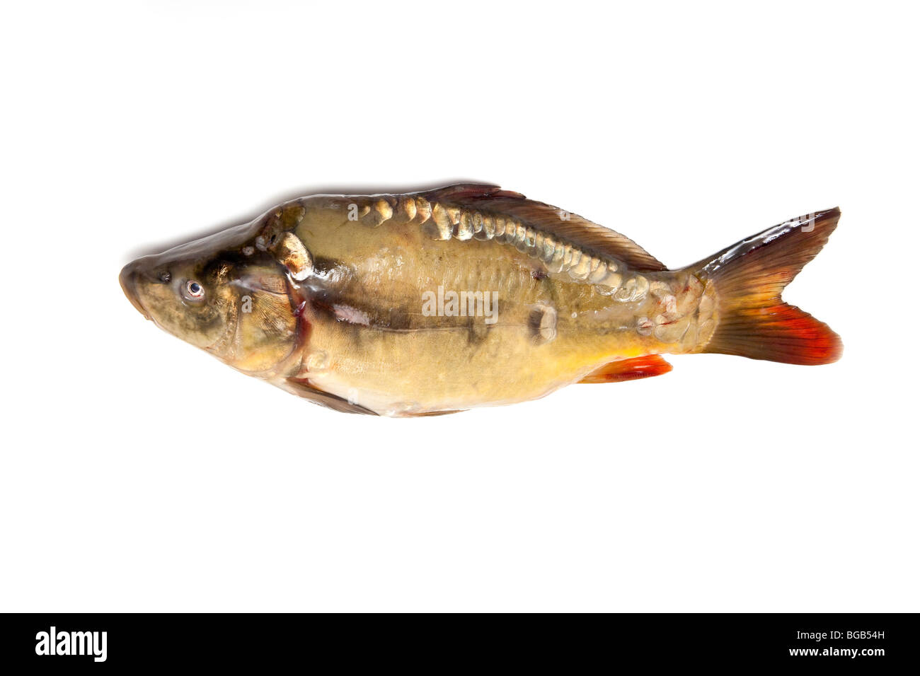 Specchio pesce carpa (Cyprinus carpio morpha noblis) isolato su una bianca di sfondo per studio. Foto Stock
