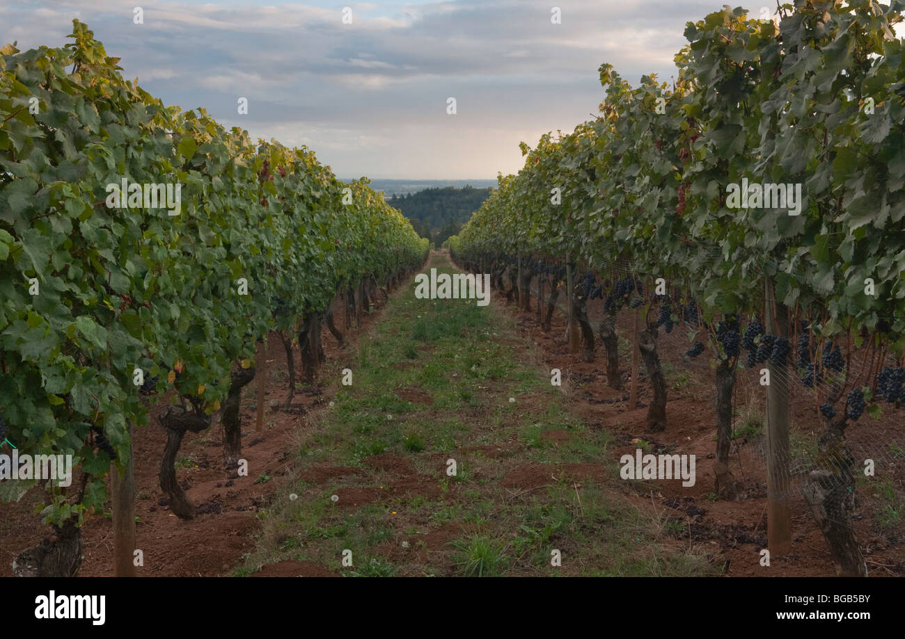 Torii Mor Cantina, caduta, vigne, vigneti, uva Pinot Nero, vino, cantina, Oregon, Yamhill Valley Foto Stock