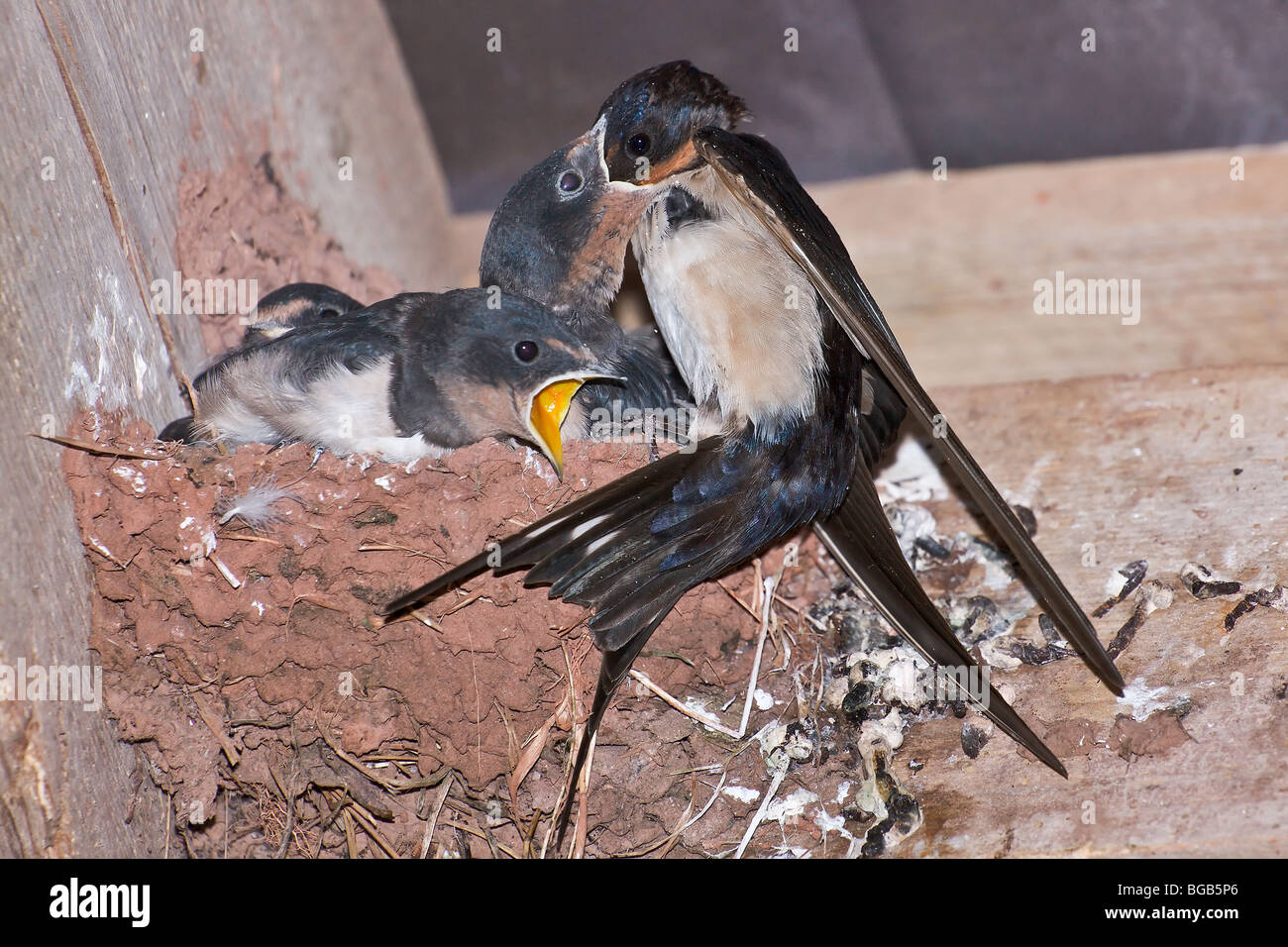 Barn Swallow alimentazione dei giovani Foto Stock