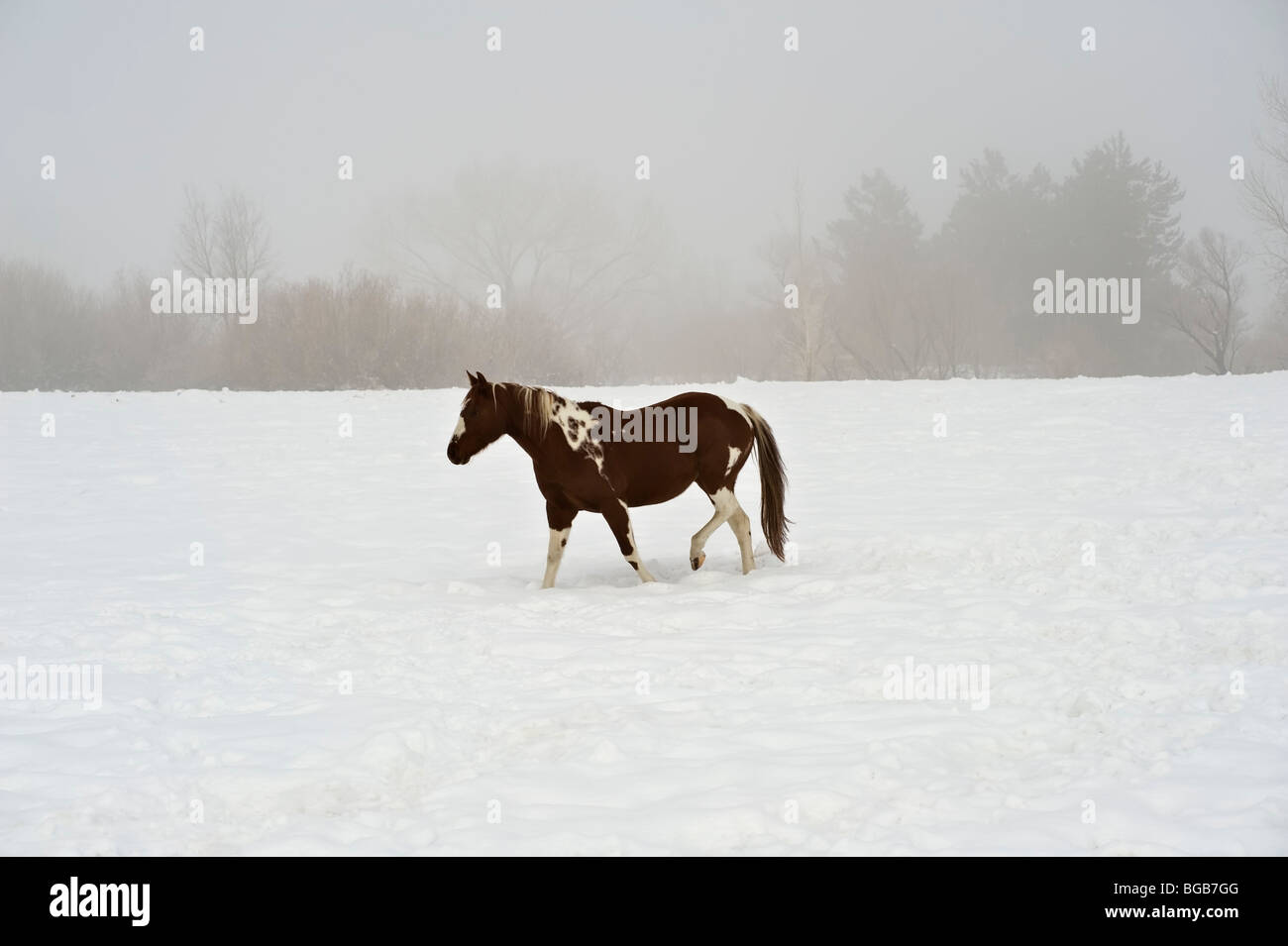 Cavallo di vernice in foggy campo nevoso Foto Stock