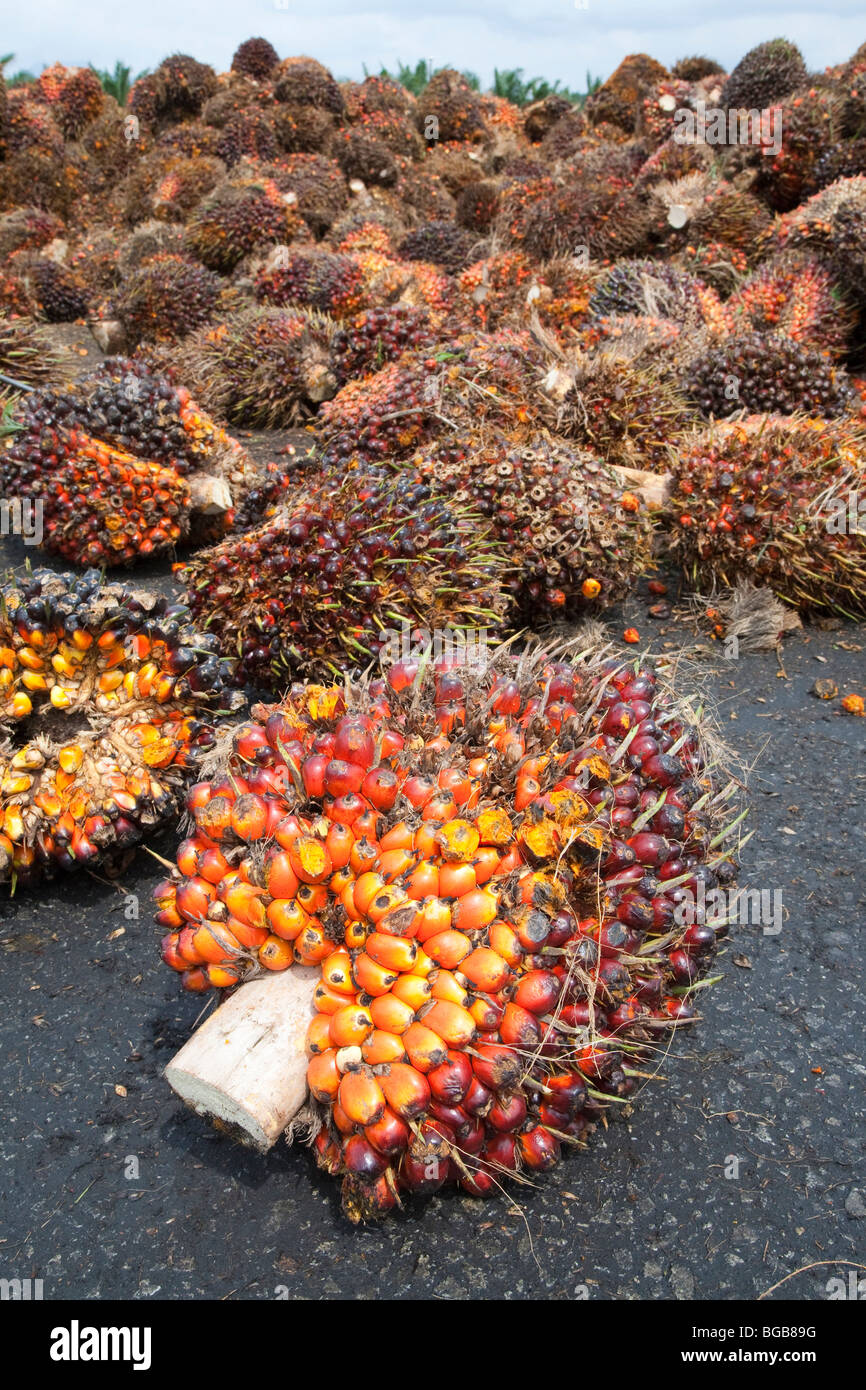 Olio di palma di frutta fresca a grappoli (FFBs) in attesa di ispezione e di elaborazione al mulino. Il Sindora Palm Oil Mill, Malaysia Foto Stock