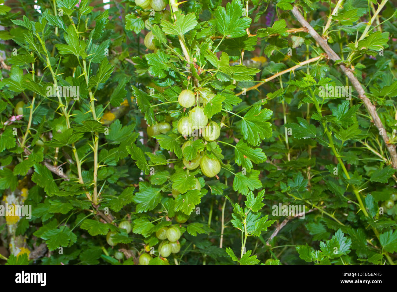 Bush di uva spina (Ribes uva-Crisa). Foto Stock