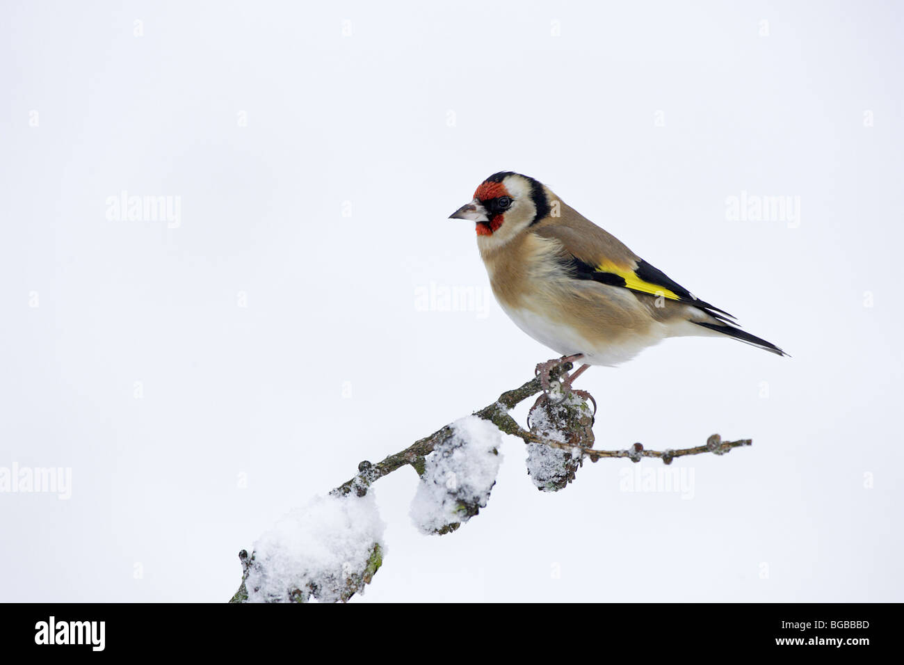 Cardellino europeo nella neve Foto Stock