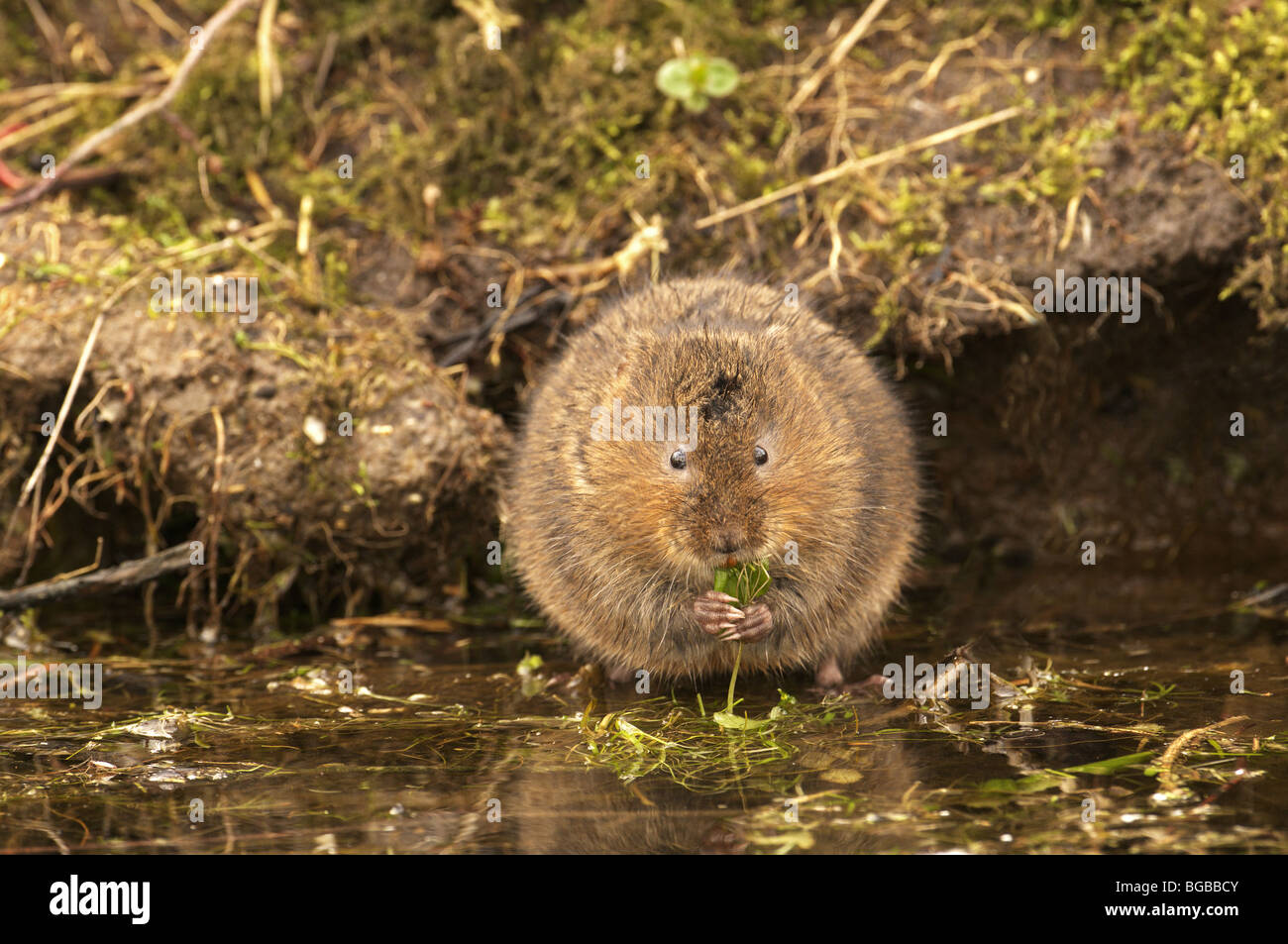 Acqua vole (Arvicola terrestris) Alimentazione accanto a un flusso REGNO UNITO Foto Stock