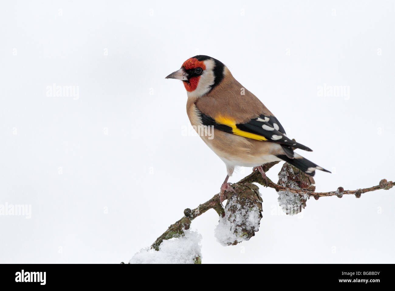 Cardellino europeo nella neve Foto Stock