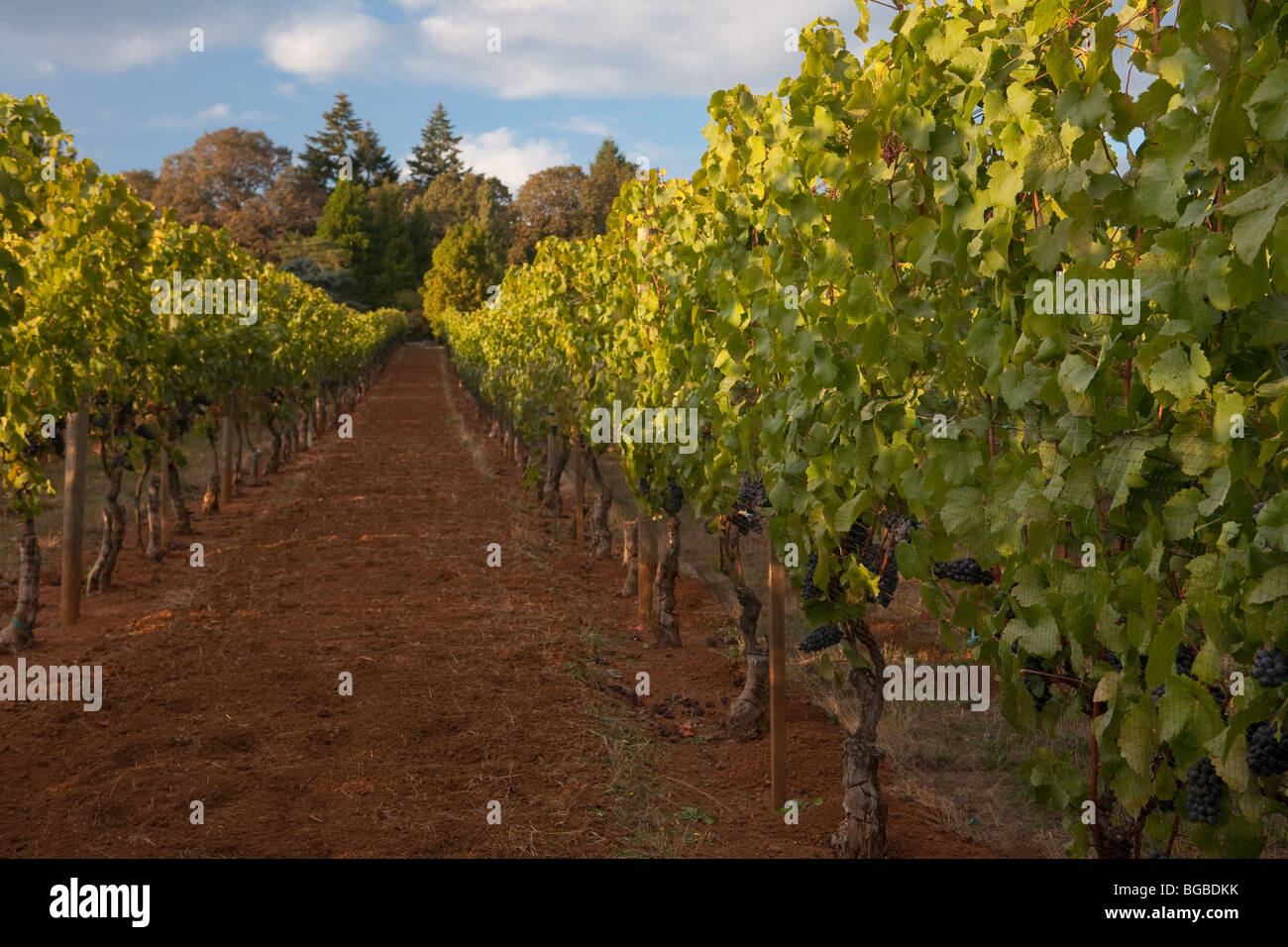 Torii Mor Cantina, caduta, vigne, vigneti, uva Pinot Nero, vino, cantina, Oregon, Yamhill Valley Foto Stock