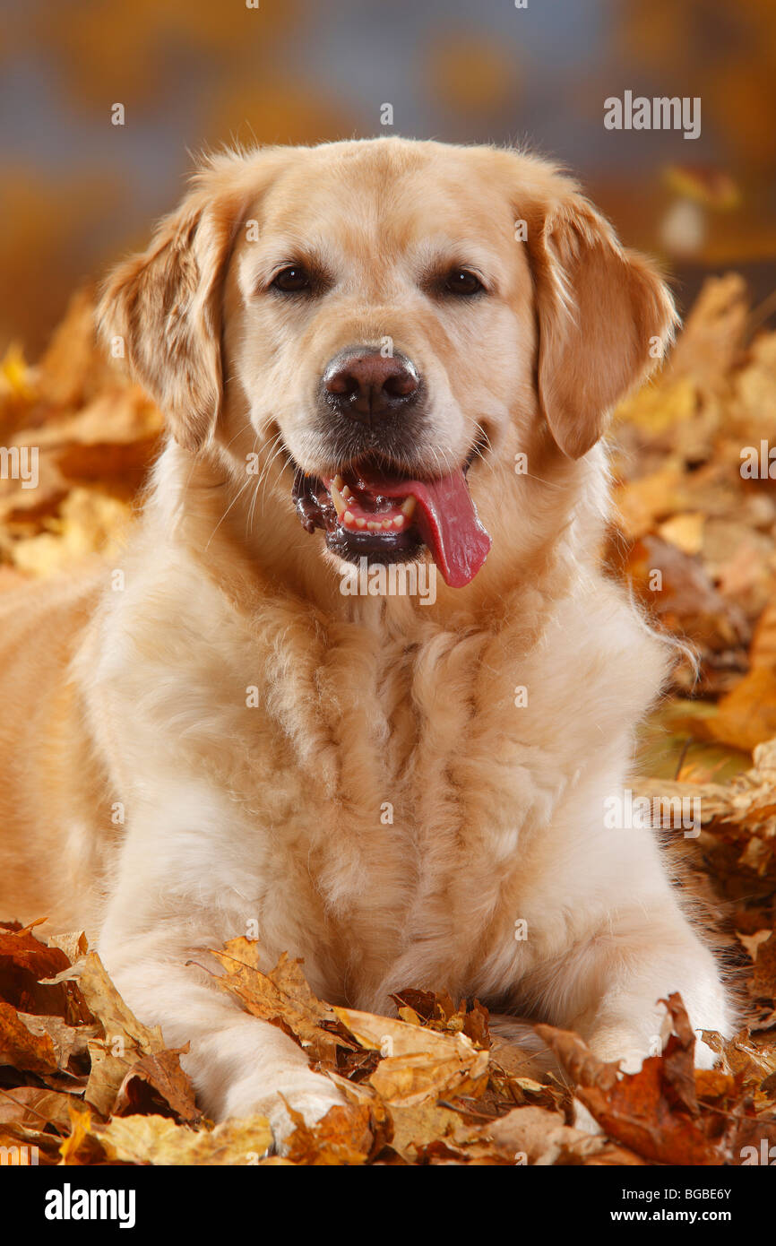 Il Golden Retriever / fogliame di autunno Foto Stock