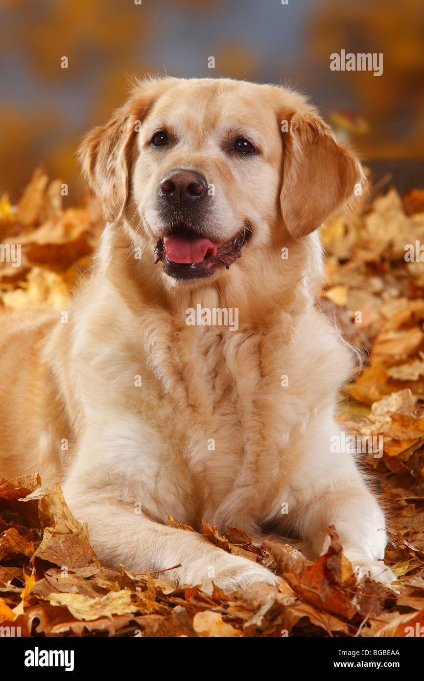 Il Golden Retriever / fogliame di autunno Foto Stock