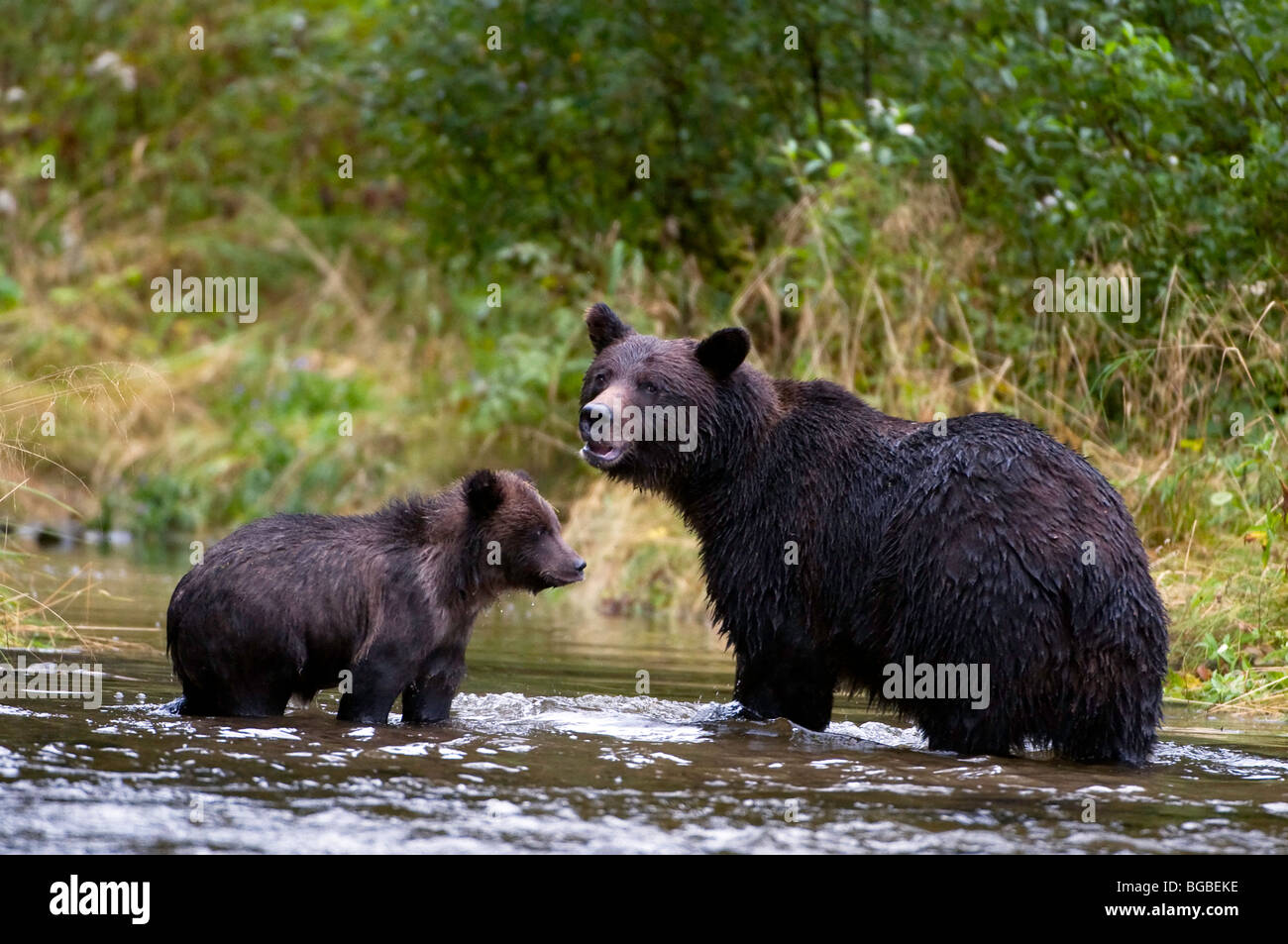 'Un Alaskan Coastal orso bruno sow e il suo cucciolo cerca rosa salmone.". Foto Stock