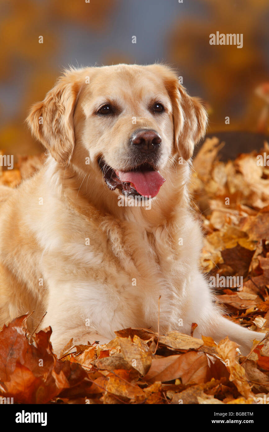 Il Golden Retriever / fogliame di autunno Foto Stock