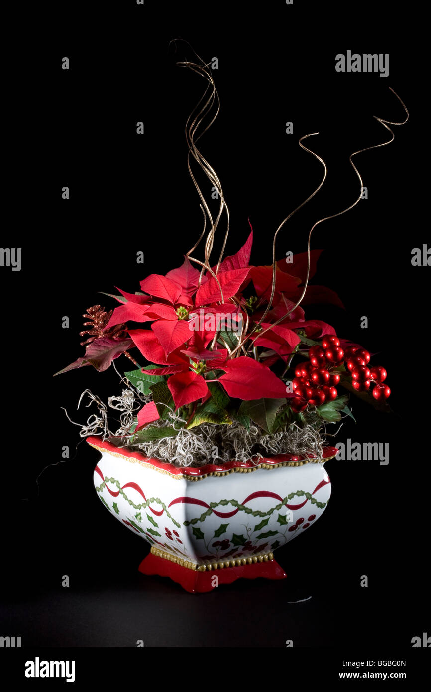 Bellissimo bouquet di Natale con live Poinsettia piante su uno sfondo nero Foto Stock