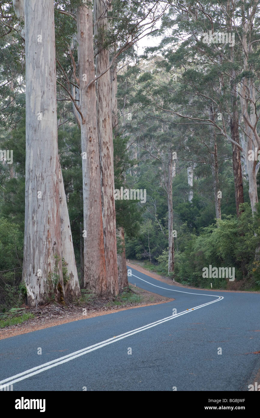 Karri alberi, Eucalyptus diversicolor, crescente lungo l'autostrada Vasse, vicino a Pemberton, Australia occidentale Foto Stock