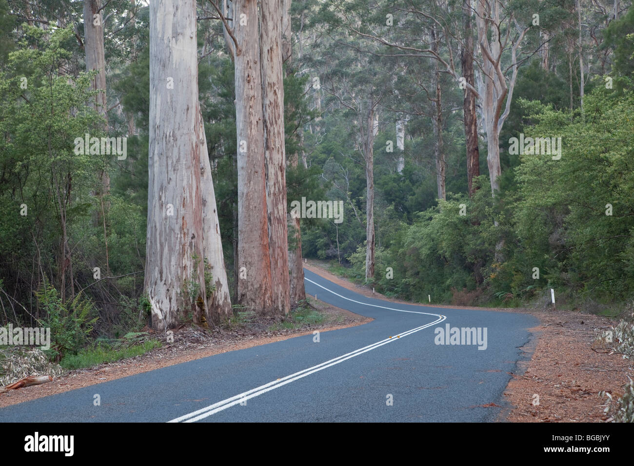 Karri alberi, Eucalyptus diversicolor, crescente lungo l'autostrada Vasse, vicino a Pemberton, Australia occidentale Foto Stock