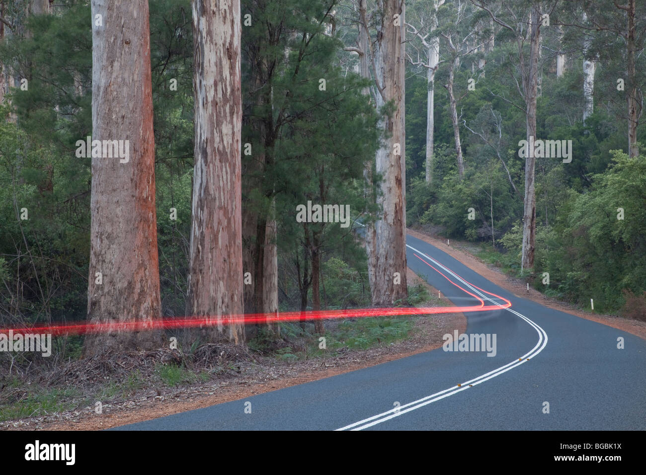 Karri alberi, Eucalyptus diversicolor, crescente lungo l'autostrada Vasse, vicino a Pemberton, Australia occidentale Foto Stock