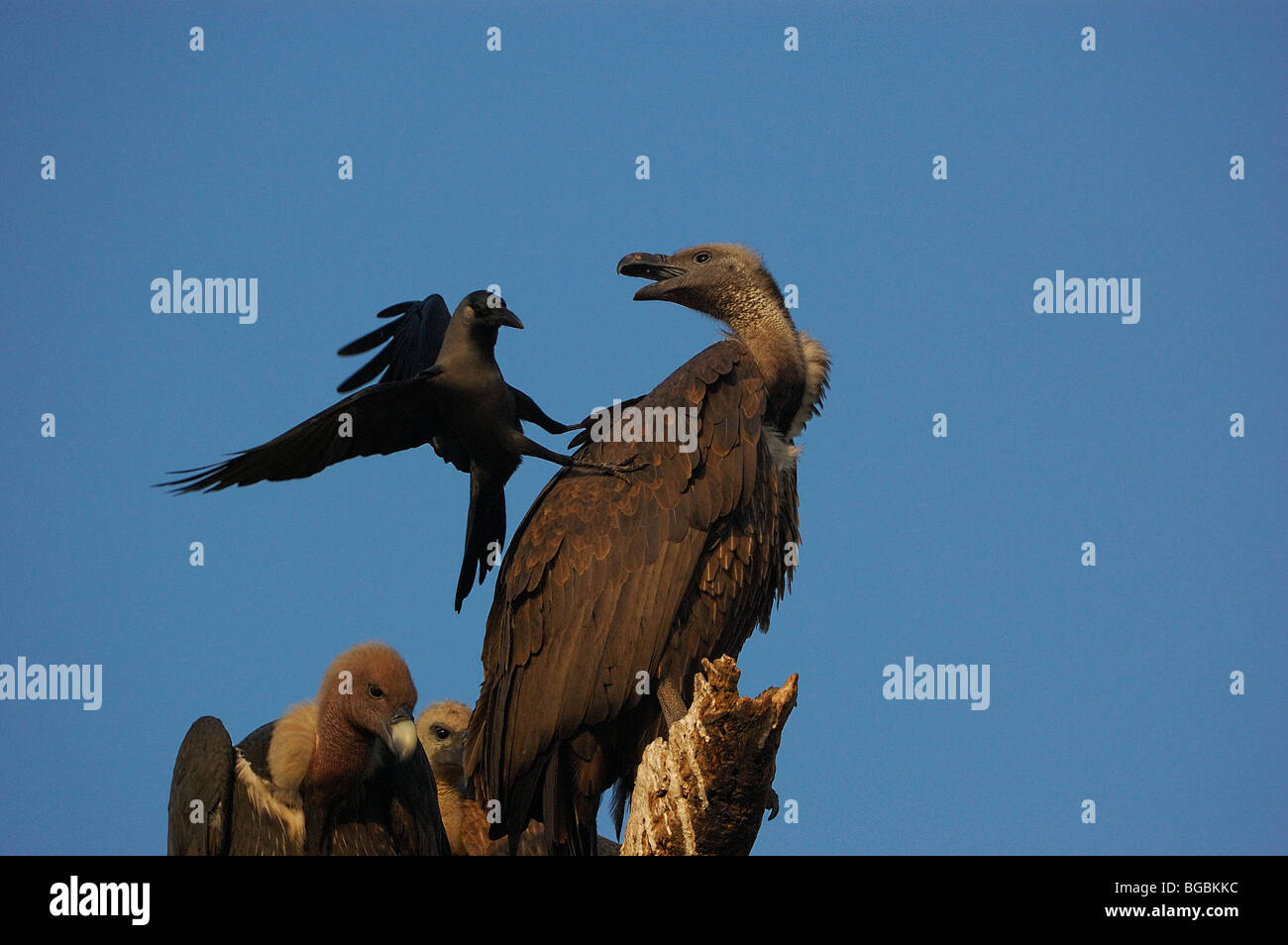 Crow mobbing Indian bianco-rumped Vulture (Gyps bengalensis) Foto Stock