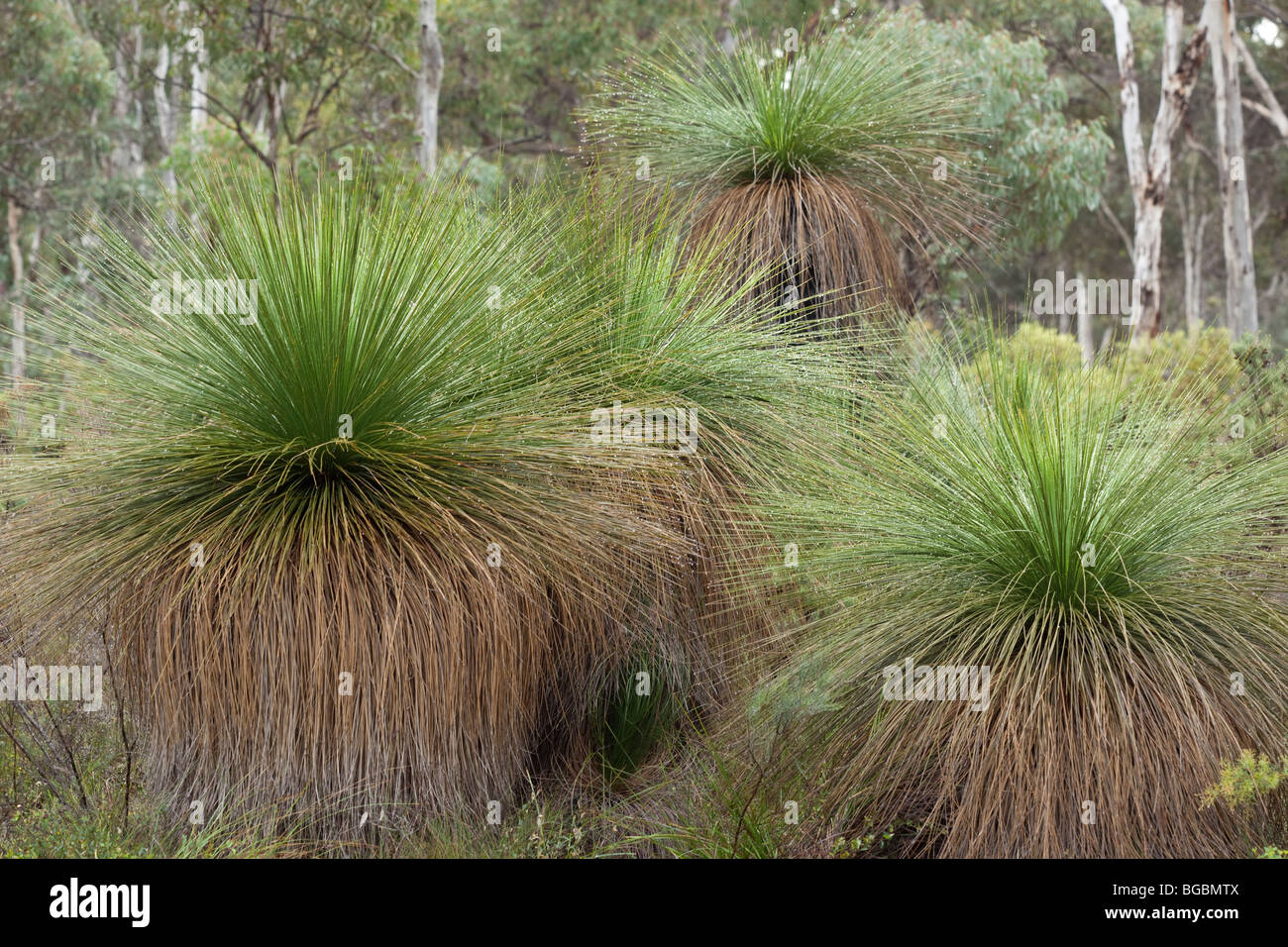 Alberi di erba, Xanthorrhoea preissii, Australia occidentale Foto Stock
