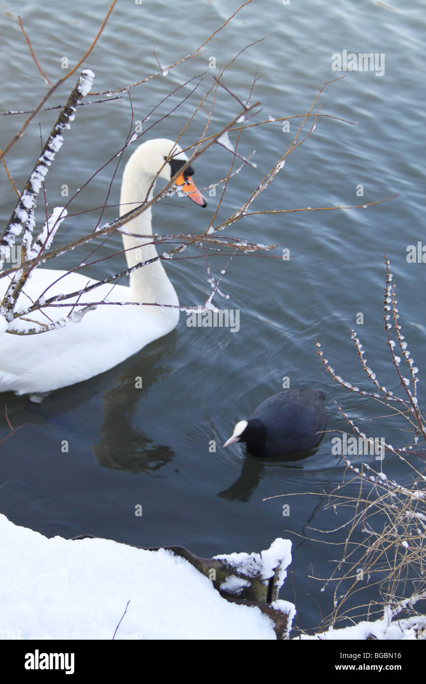 Cigno e folaghe sul lago ghiacciato, Crystal Palace Park, Londra Foto Stock