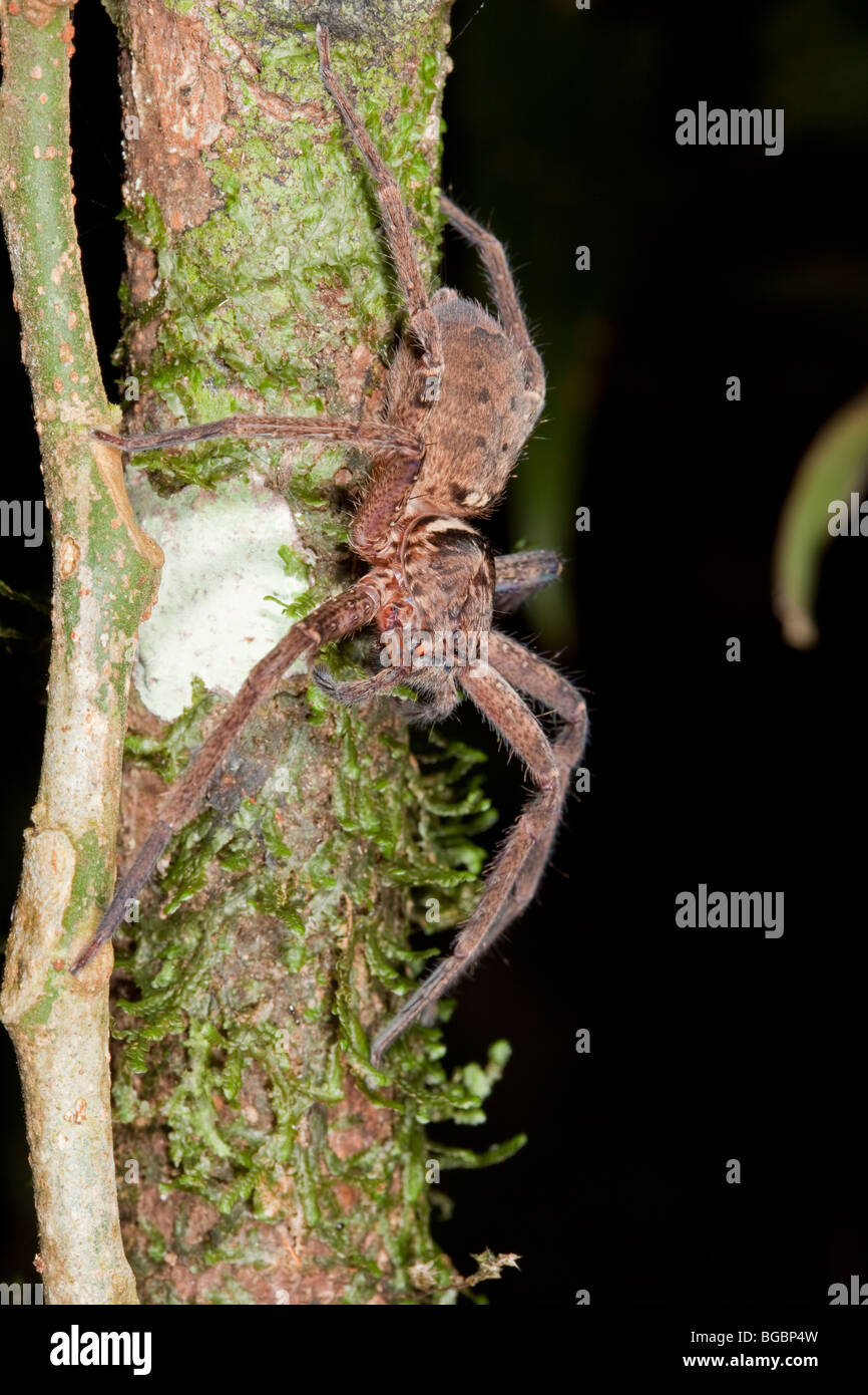 Crociera nella foresta pluviale, Josephine Falls, Queensland, Australia Foto Stock