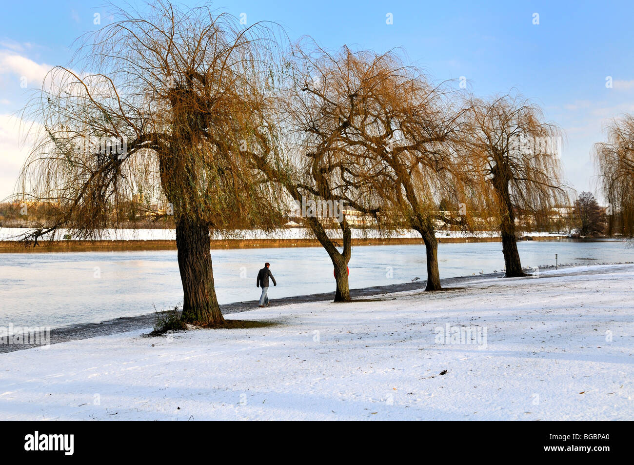 Quattro alberi nella neve con singola figura a piedi dal fiume Tamigi Windsor in Inghilterra Foto Stock