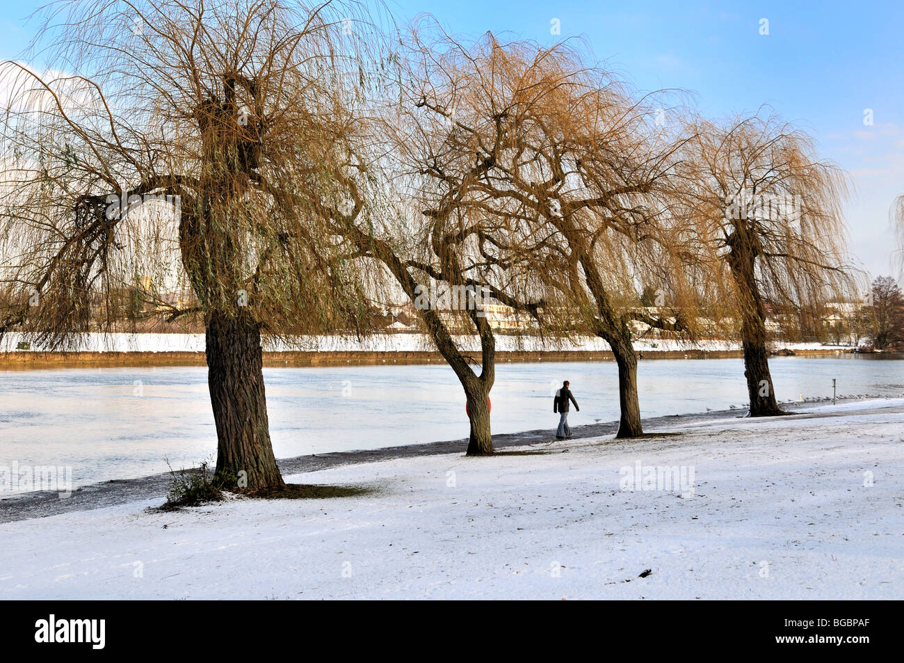 Quattro alberi nella neve con singola figura a piedi dal fiume Tamigi Windsor in Inghilterra Foto Stock