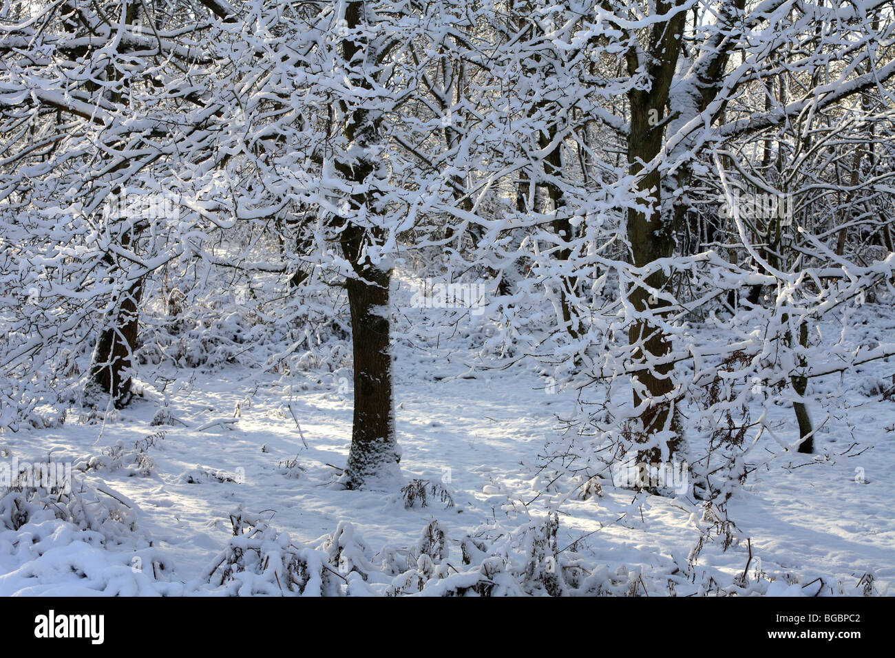 Neve su Headley Heath, Surrey, Inghilterra, Regno Unito. Dicembre 2009. Foto Stock