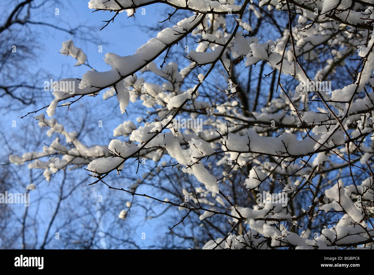 Neve su Headley Heath, Surrey, Inghilterra, Regno Unito. Dicembre 2009. Foto Stock