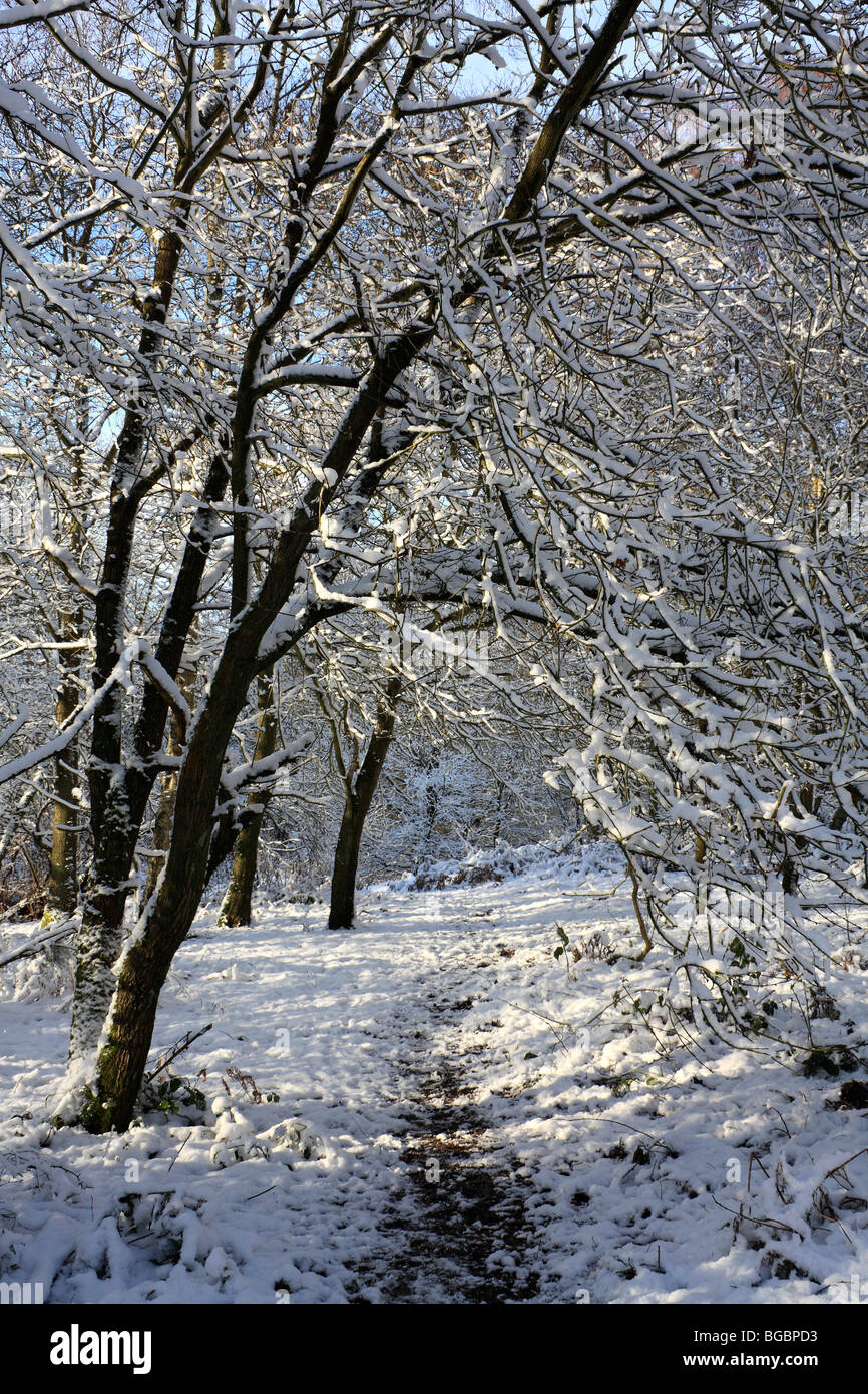 Neve su Headley Heath, Surrey, Inghilterra, Regno Unito. Dicembre 2009. Foto Stock