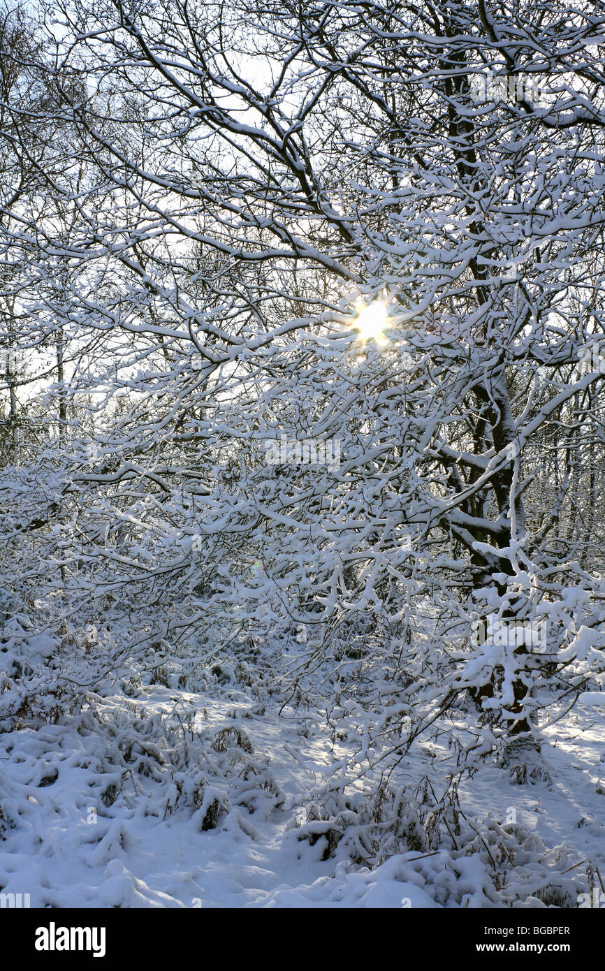 Neve su Headley Heath, Surrey, Inghilterra, Regno Unito. Dicembre 2009. Foto Stock