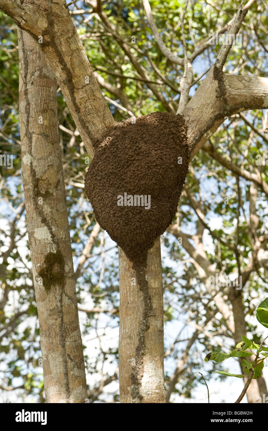 Jatoba o Guapinol (Hymenaea courbaril) branche con termite nest Iwokrama Foresta Pluviale scudo della Guiana Guyana Sud America Ottobre Foto Stock
