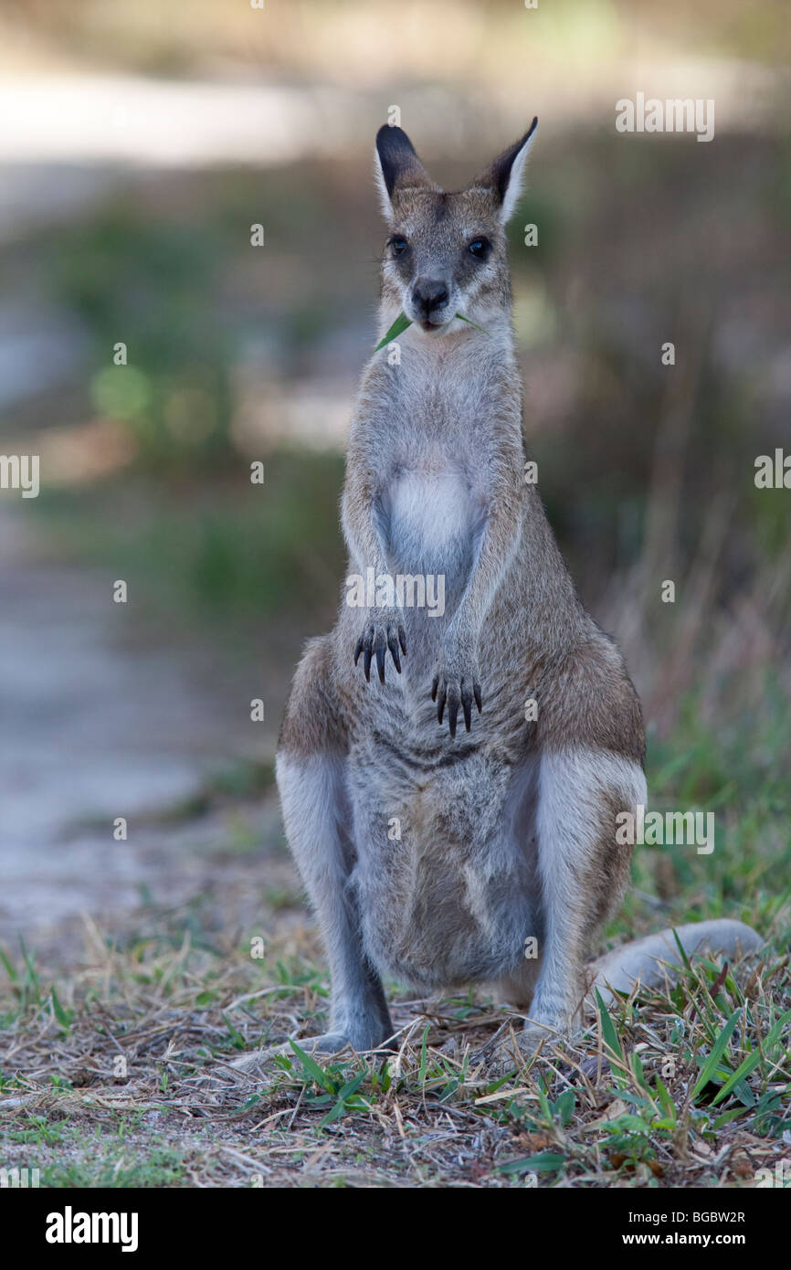 Whiptail, o piuttosto di fronte, wallaby, Macropus parryi, Cooktown, Queensland, Australia Foto Stock