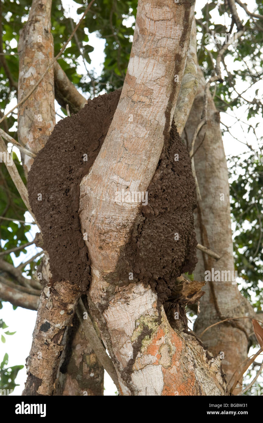 Jatoba o Guapinol (Hymenaea courbaril) rami con termite nest Iwokrama Foresta Pluviale scudo della Guiana Guyana America del Sud Foto Stock