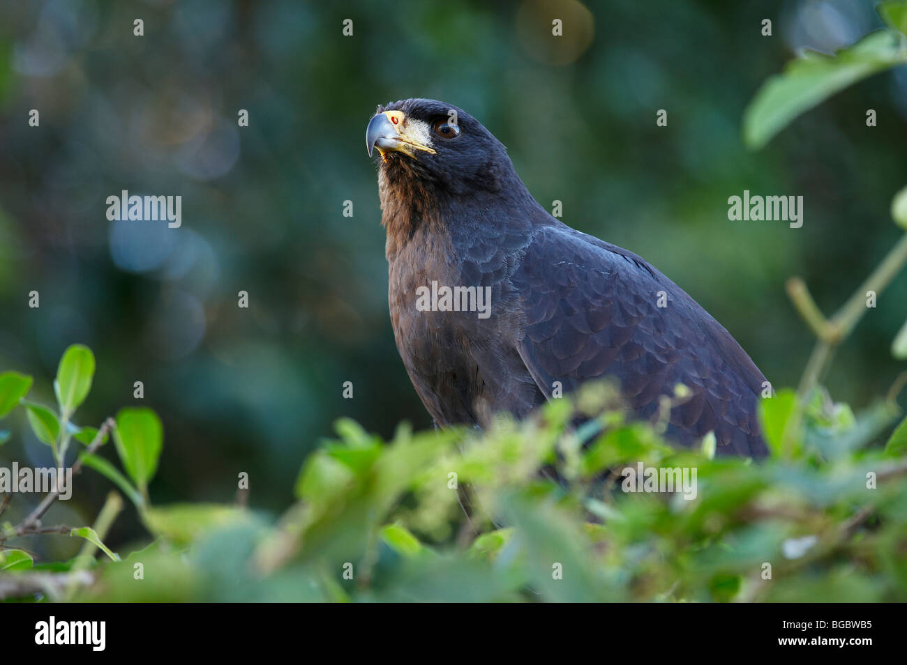 Grande Black Hawk, Buteogallus urubitinga, Pantanal, Mato Grosso, Brasile, Sud America Foto Stock