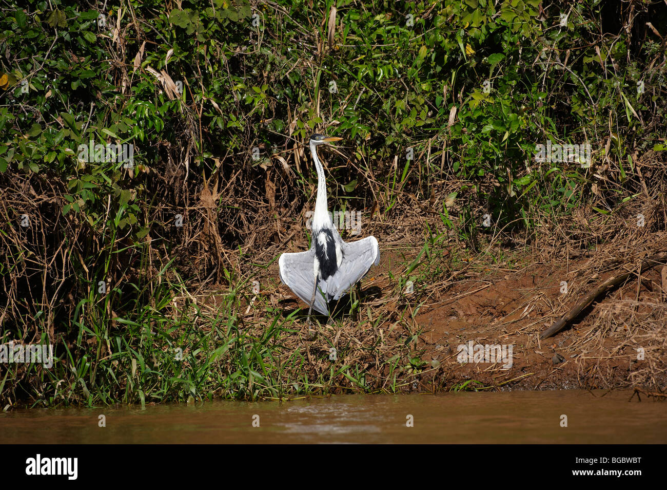 Airone Cocoi ali di essiccazione, Ardea cocoi, Pantanal, Mato Grosso, Brasile, Sud America Foto Stock