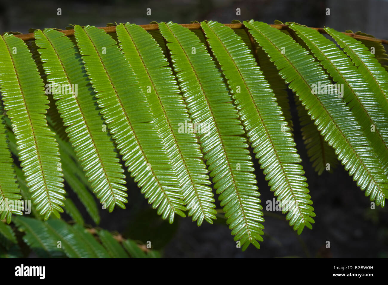 (Trysil Pentaclethra macroloba) close up di foglie Kaieteur Parco Nazionale scudo della Guiana Guyana Sud America Ottobre Foto Stock