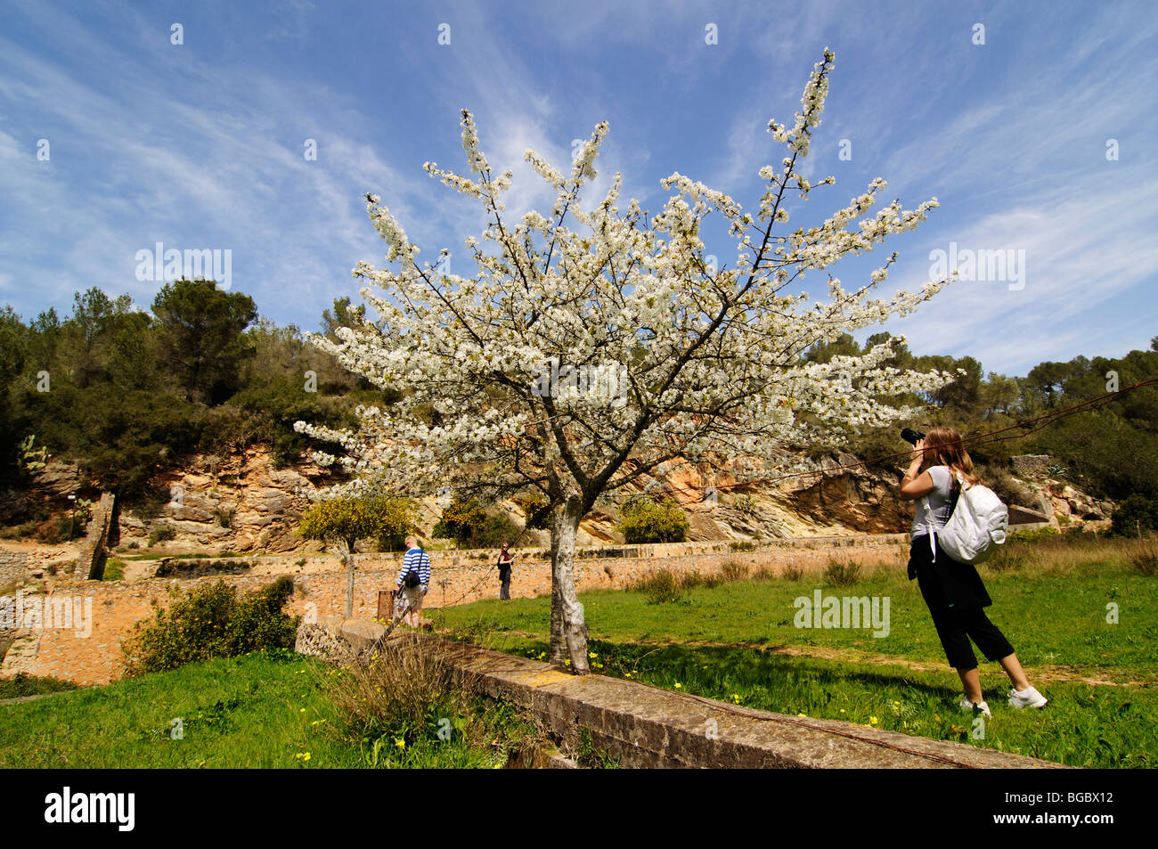 Gli escursionisti con alberi di mandorle, Sant Llorenç, Ibiza, Isole di pino, isole Baleari, Spagna, Europa Foto Stock