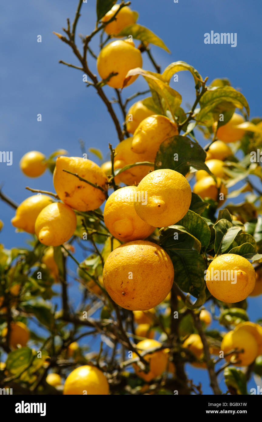 Lemon Tree, Ibiza, Isole di pino, isole Baleari, Spagna, Europa Foto Stock