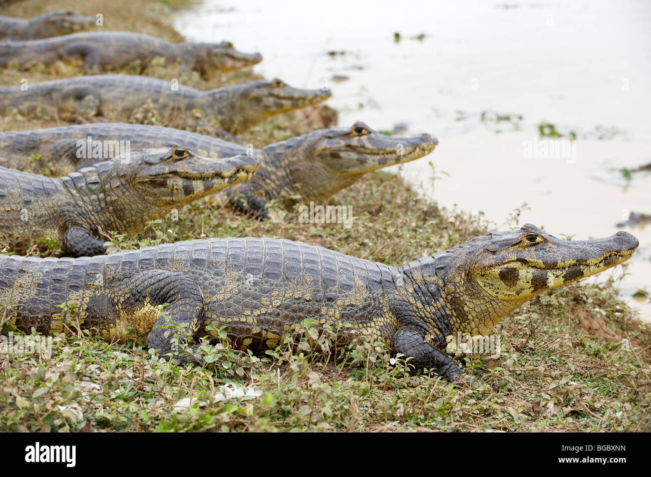 Un enorme gruppo di yacare caimani, Pantanal, Mato Grosso, Brasile, Sud America Foto Stock