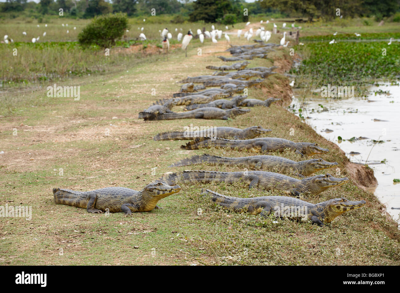 Un enorme gruppo di yacare caimani, Pantanal, Mato Grosso, Brasile, Sud America Foto Stock