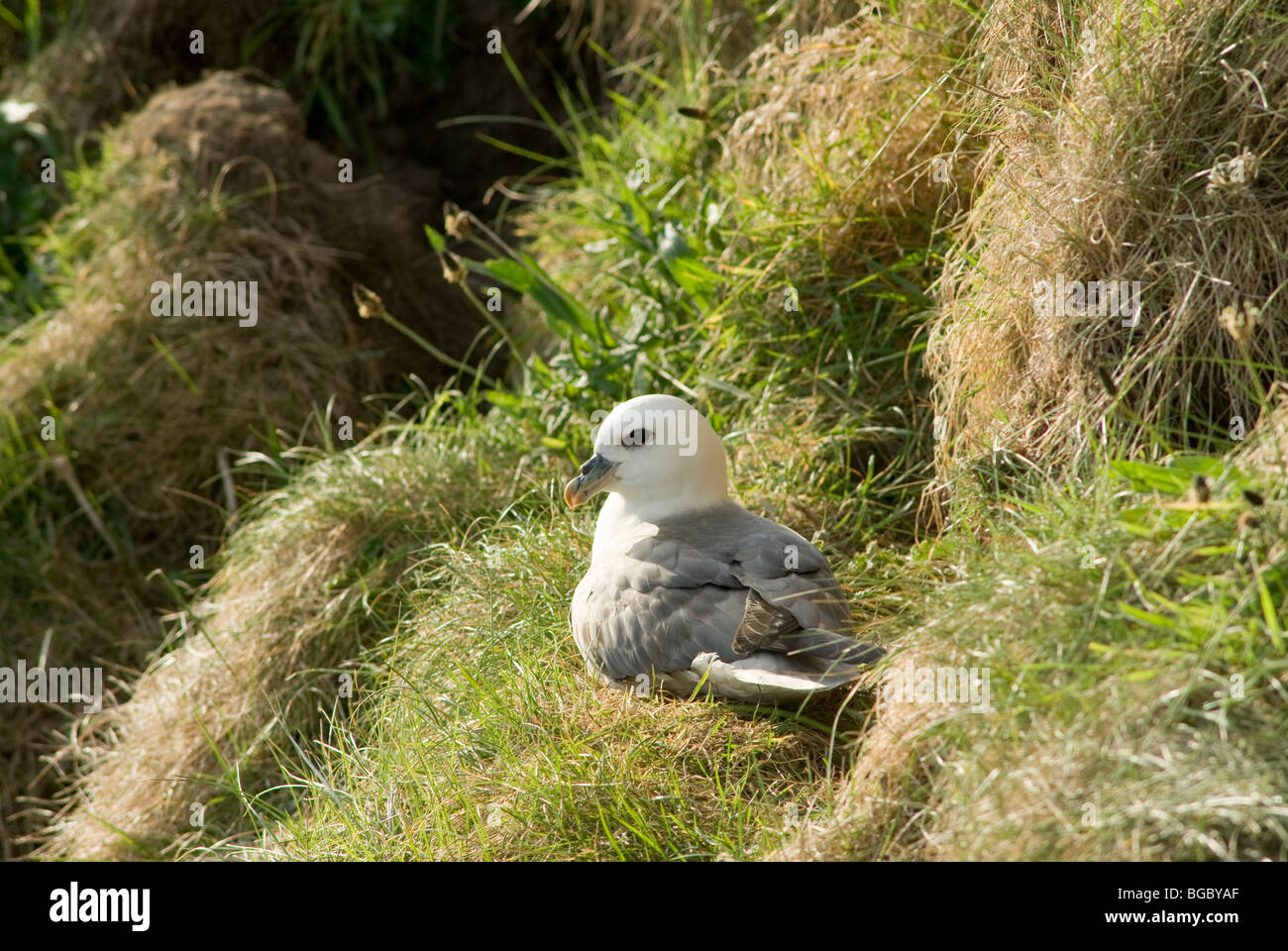 Fulmar (Fulmarus glacialis) sul nido. Northumberland, Regno Unito. Maggio. Foto Stock