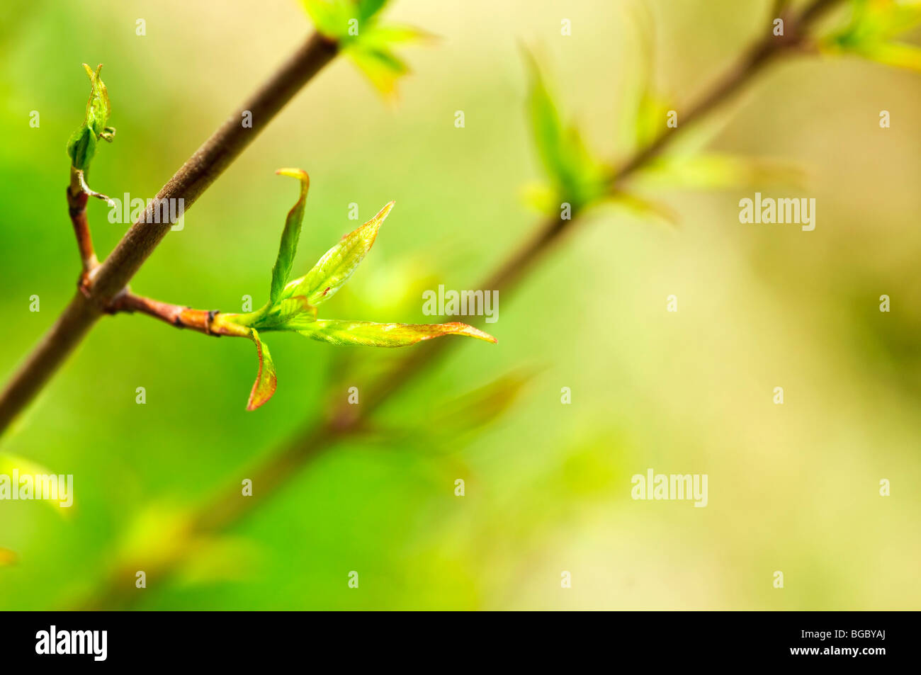 Molla verde lascia germogliare la vita nuova in ambiente pulito Foto Stock