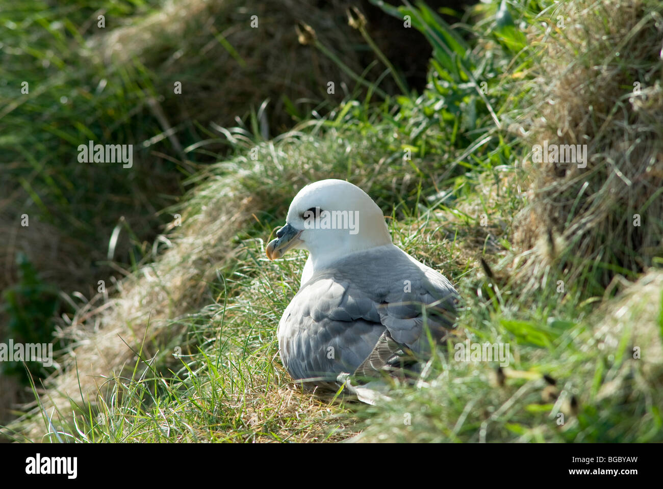 Fulmar (Fulmarus glacialis) sul nido. Northumberland, Regno Unito. Maggio. Foto Stock