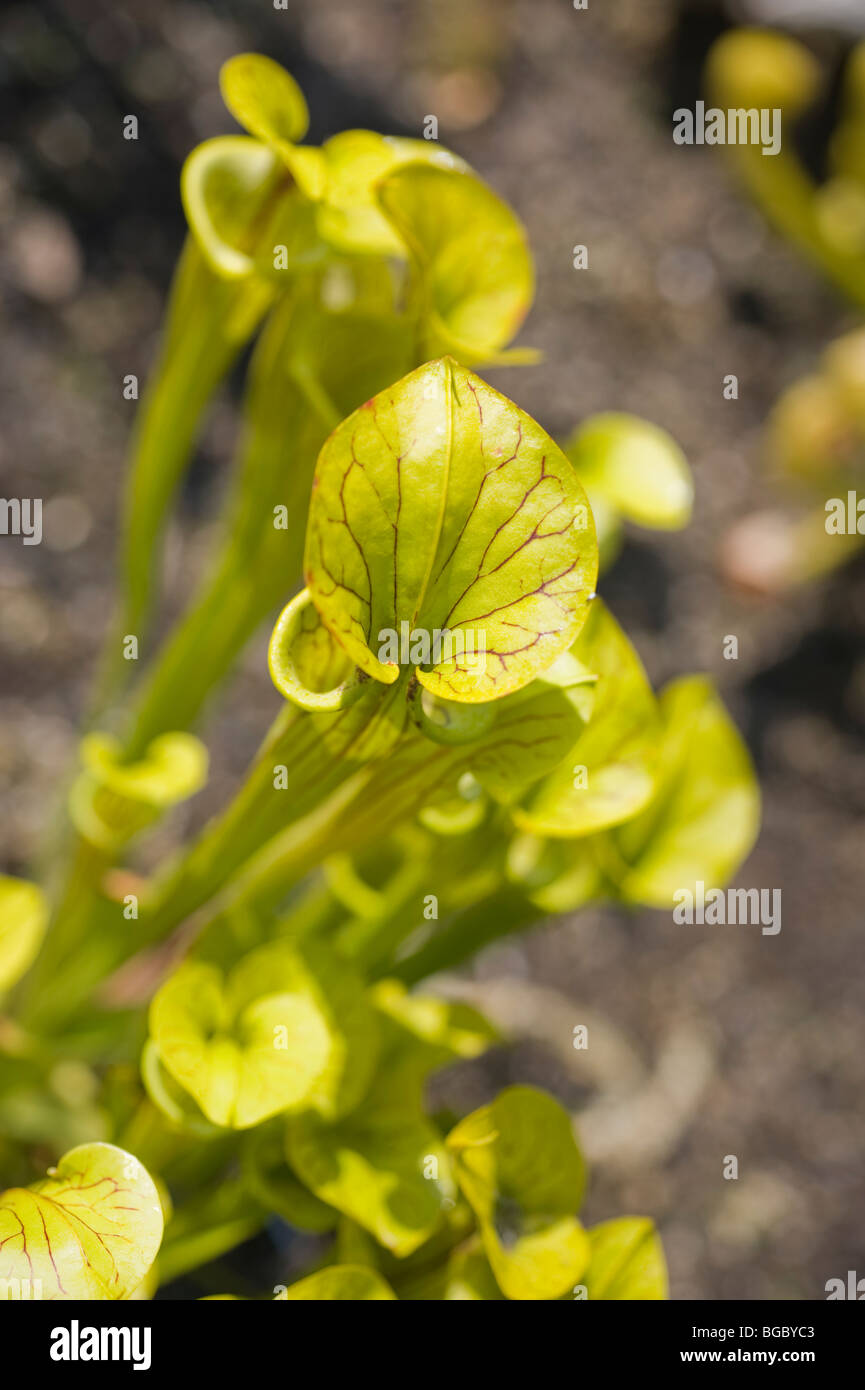 Sarracenia flava Foto Stock