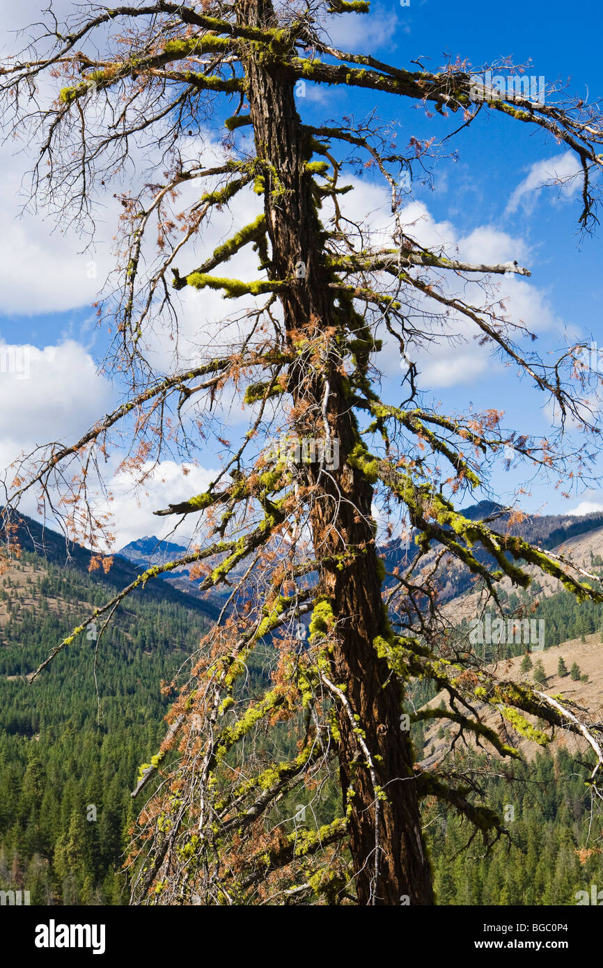 Ponderosa Pine intoppo con un lichene che cresce su i suoi rami. Vicino a Sun Mountain Lodge, Washington, Stati Uniti d'America. Foto Stock