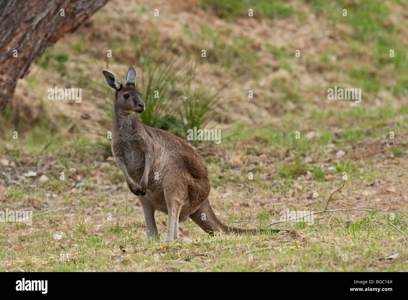 Grigio occidentale Canguro, Macropus fuliginosus, Danimarca, Australia occidentale Foto Stock